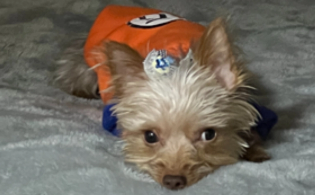 全力応援コース（リターンなし）