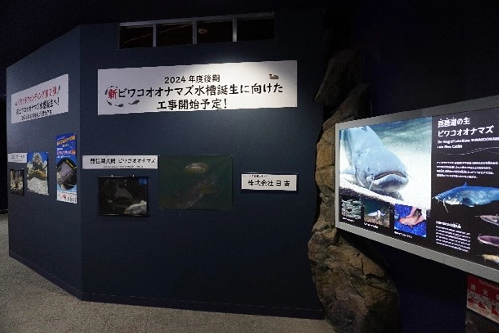 ビワコオオナマズ水槽のいま