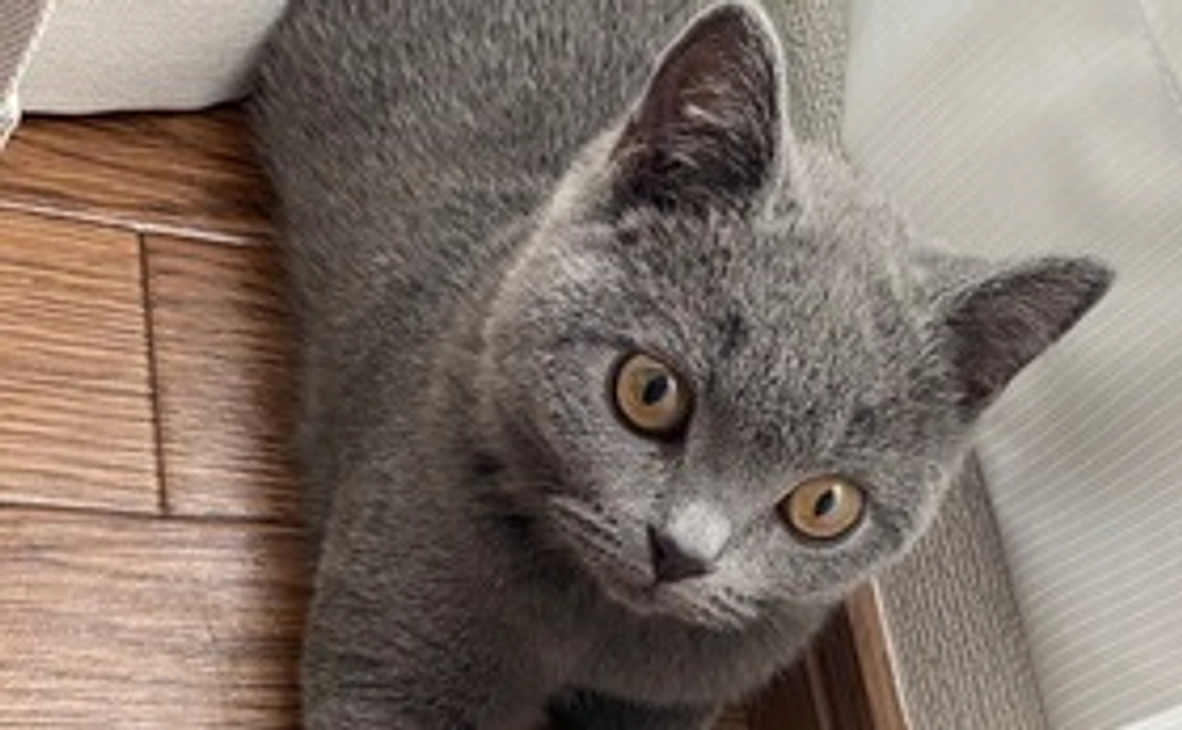 感謝のメール(画像2枚付き)