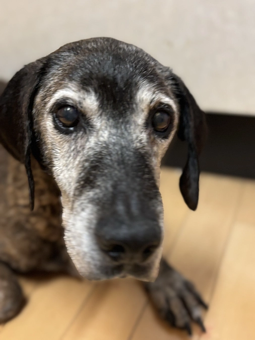 緊急レスキュー