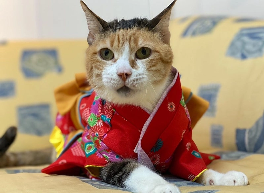 ツキネコ最後の看板猫《脳性麻痺のネネ》月に還る。