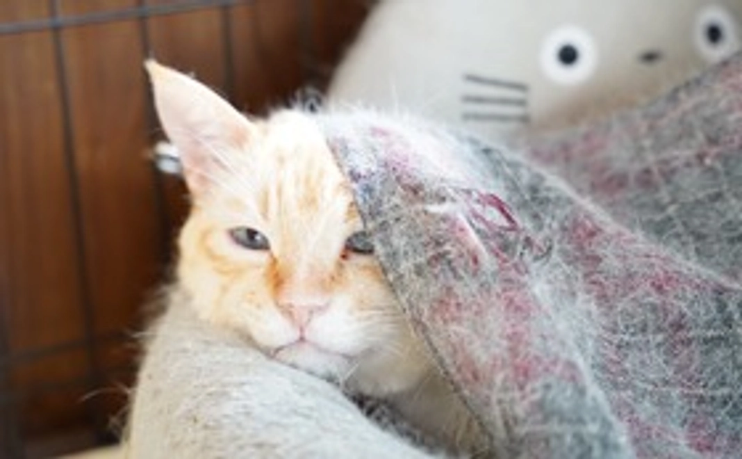 5000円全額支援コース