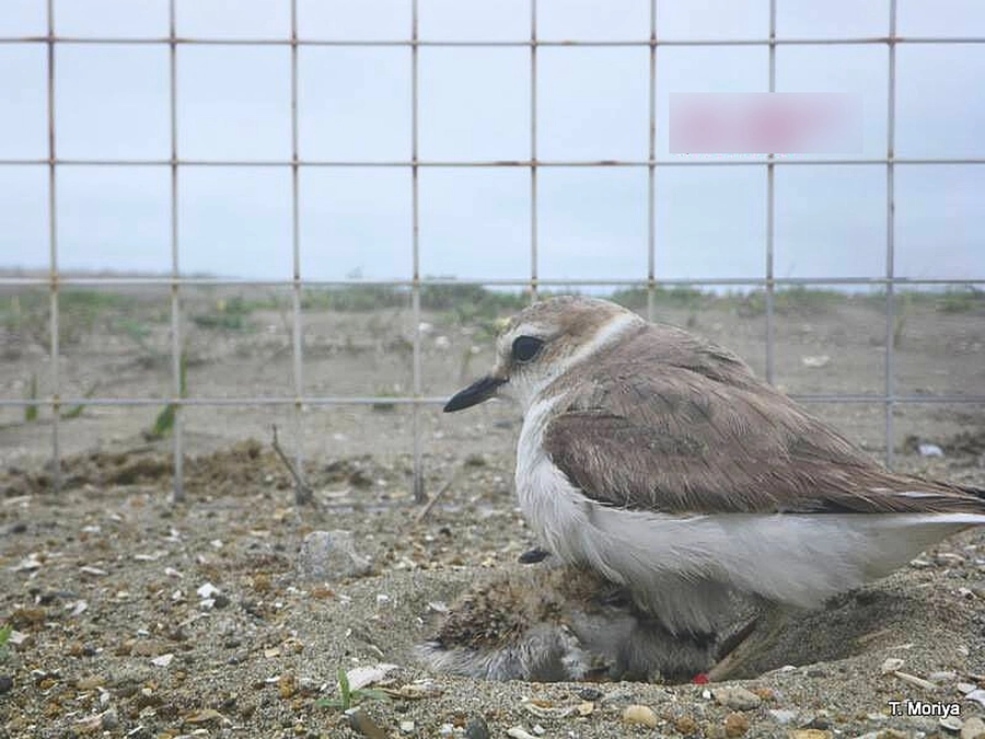 「シロチドリの親子を守る柵」設置の難しさ