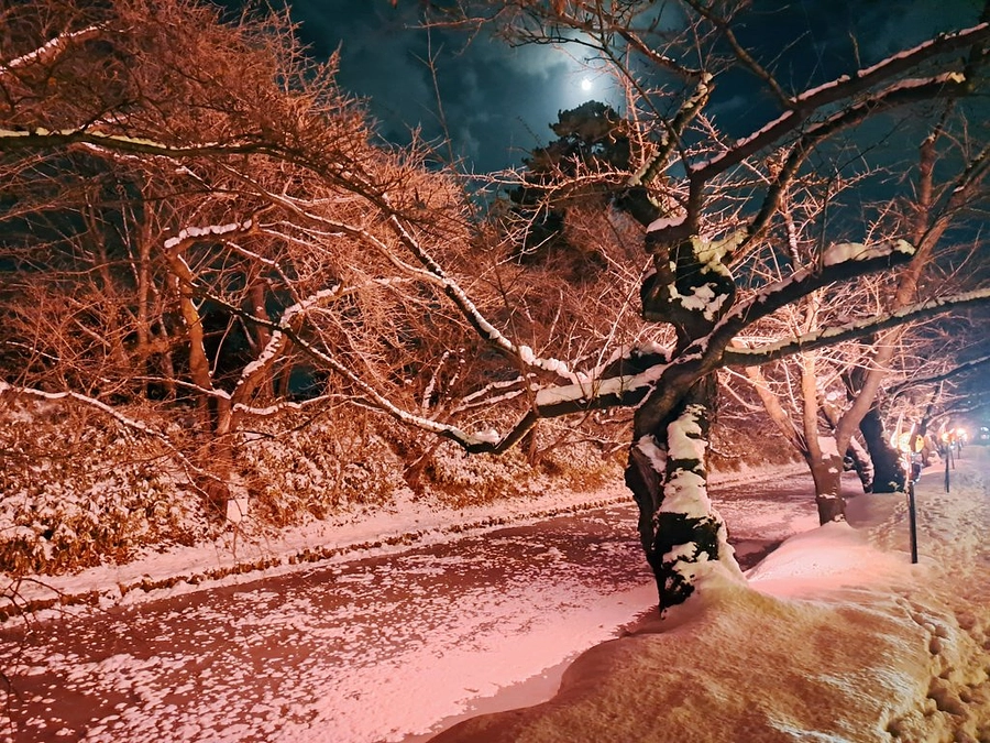 年末年始の弘前は例年より暖かくなりそうです。