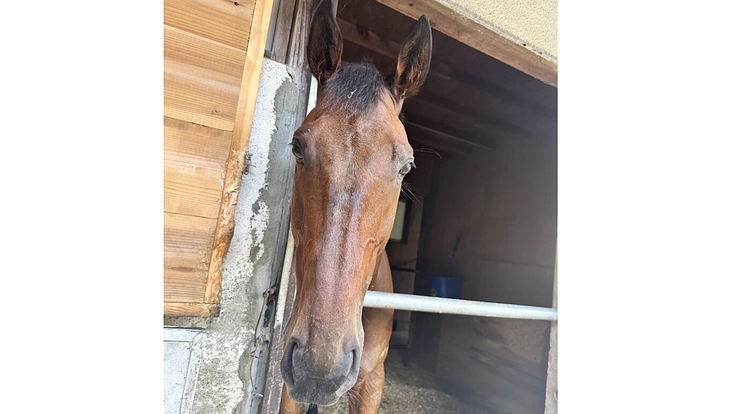 引退競走馬を次のキャリアへ繋げたい! 4枚目