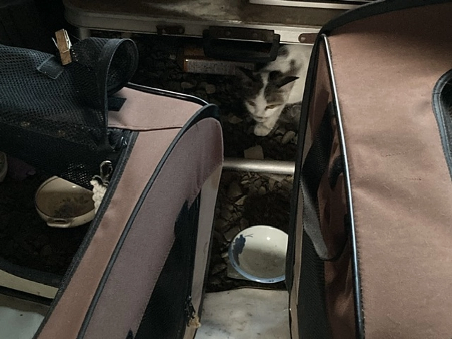 猫が姿を見せない日がある