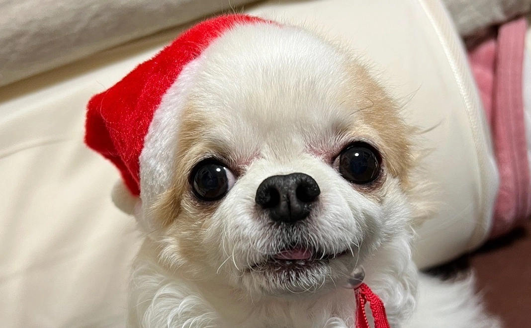 ニーノの手術費用の支援をお願いします 2