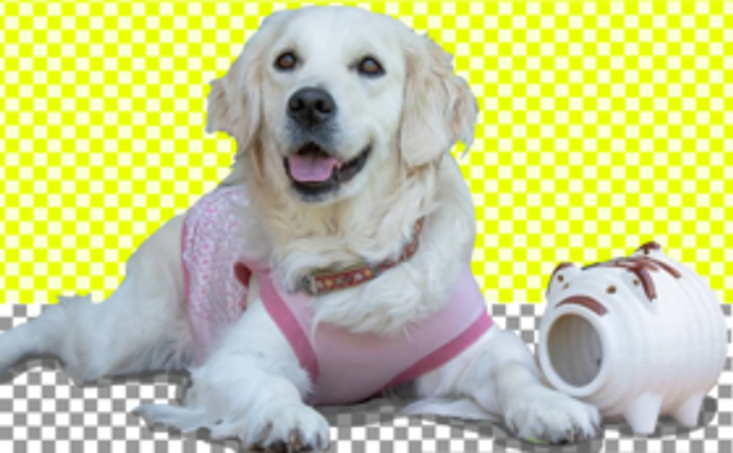 【年間の盲導犬とユーザーへのフォローアップ費用約70名分】ご支援コース