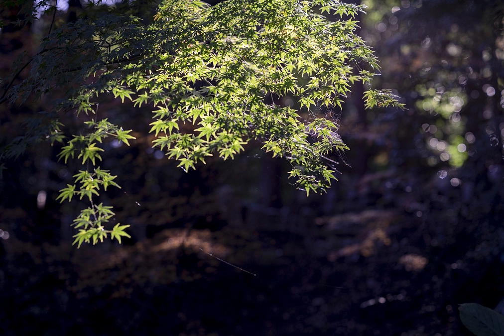 禅がもたらすものー未来はおれらの手の中