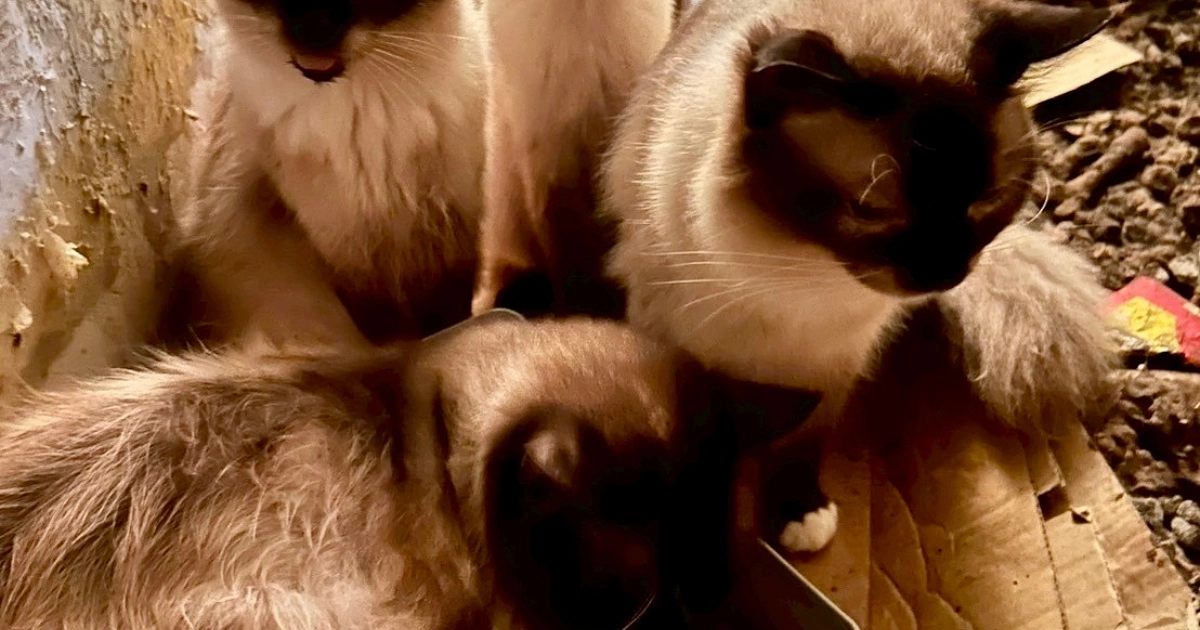 また多頭飼育崩壊がありました。