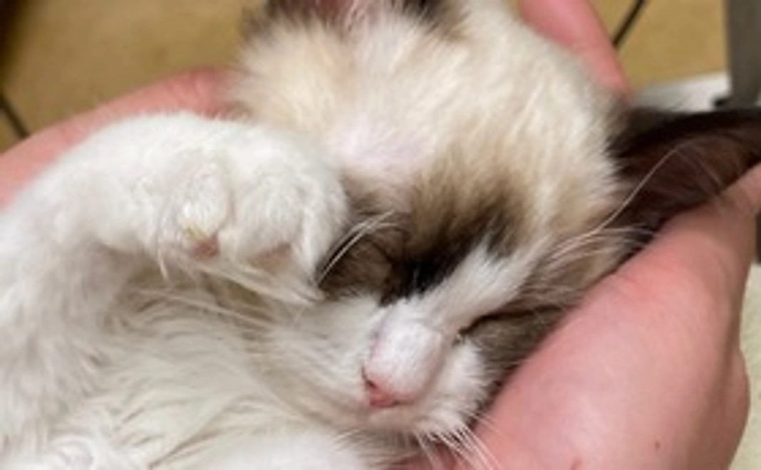 こまり全額応援500コース