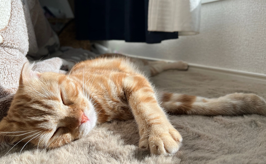 ご支援よろしくお願いいたします!感謝のメールをお送りいたします。