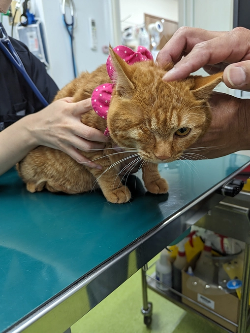 定期検診でした