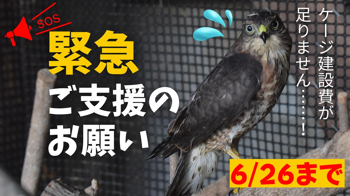 【緊急ご支援のお願い】ケージ建設費があと少し足りません