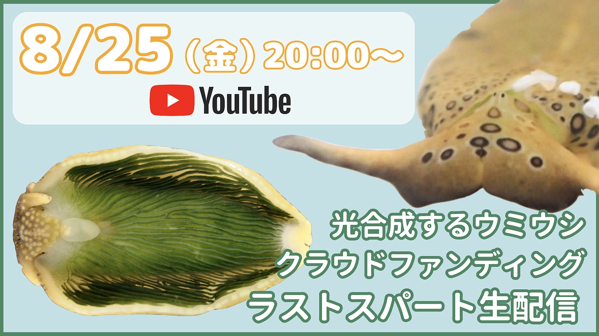 【8月25日(金)20時から】最後のライブ配信を実施します！