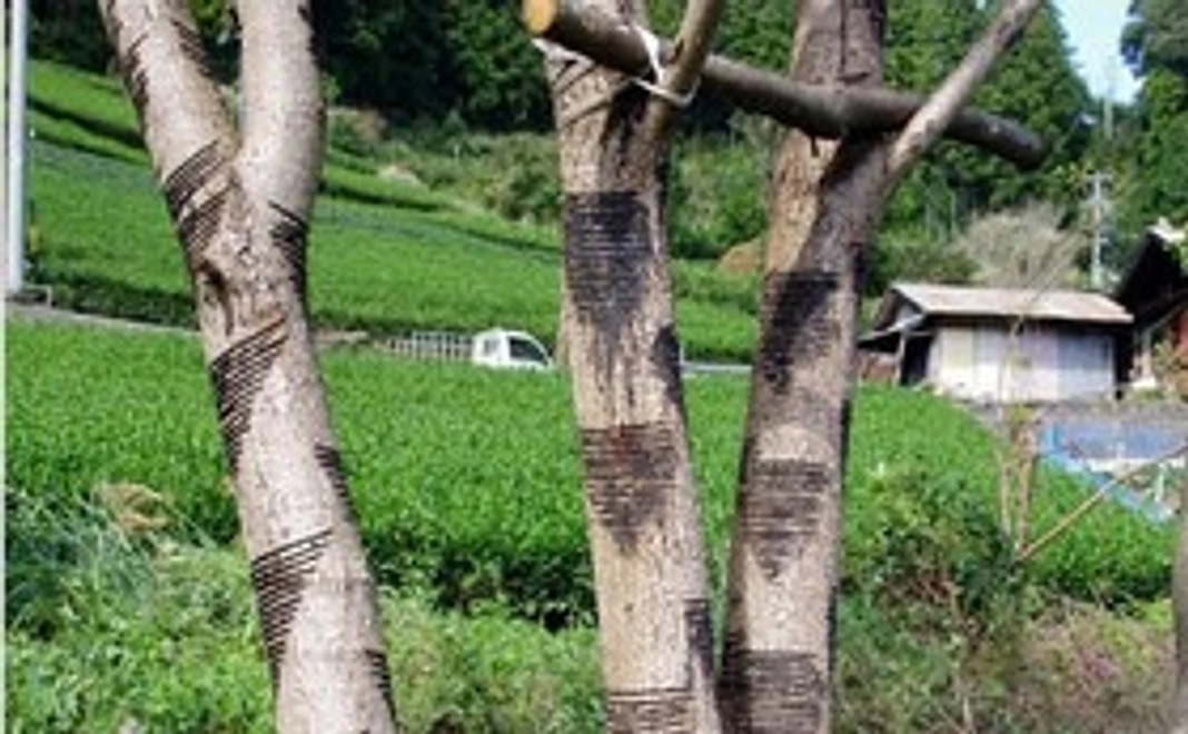 【漆へのお気持ちコース】