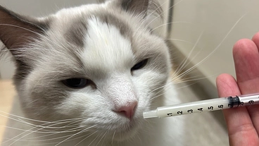 猫伝染性腹膜炎（FIP）を発症した愛猫ジャンポールを助けたい！！ のトップ画像