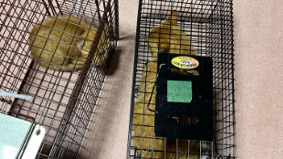 さらに母子猫を保護しました