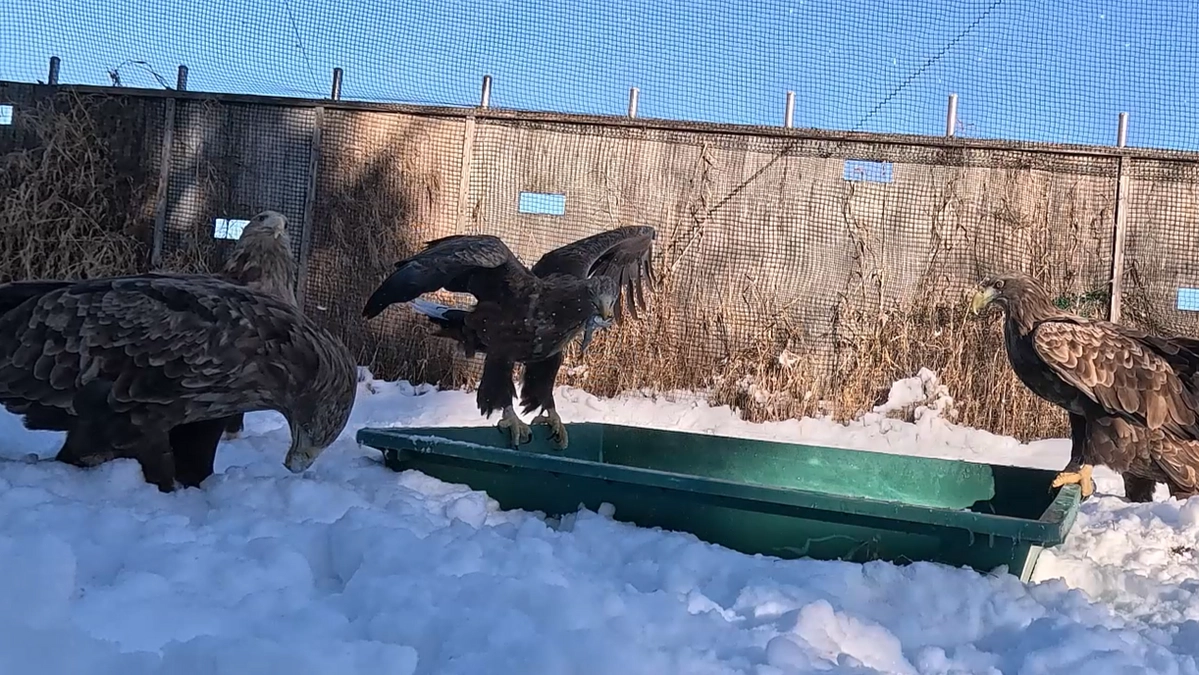 明けましておめでとうございます。ワシ達に活魚のお年玉をあげました！