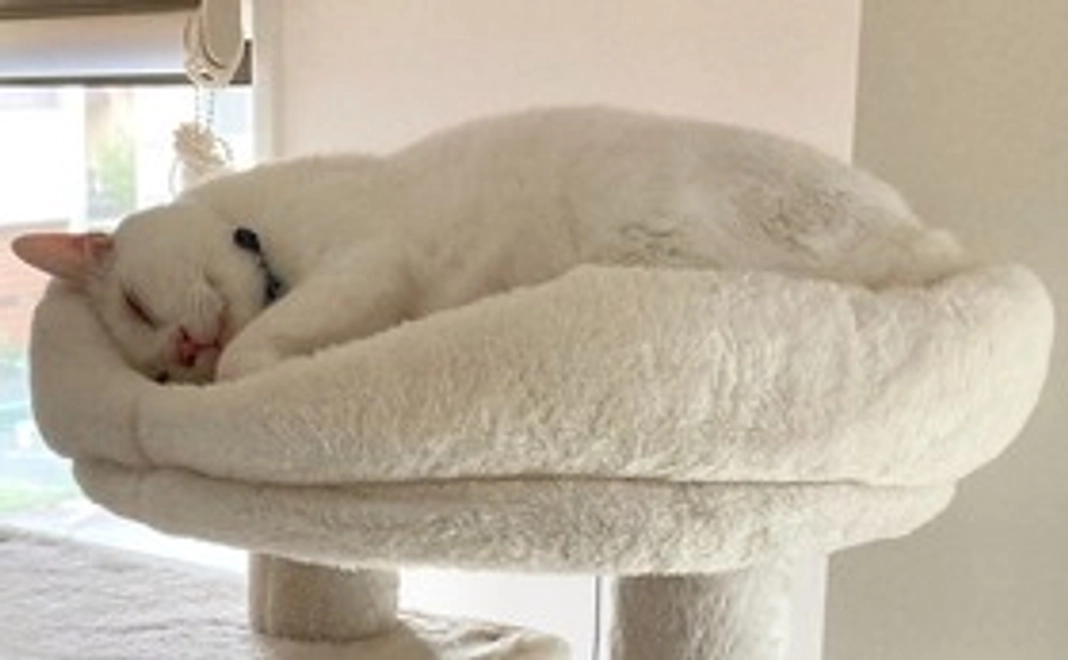 毎月応援ニャンニャンコース