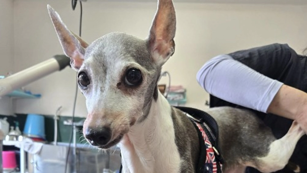 社会福祉協議会からの依頼で保護。行政とも連携し、動物愛護だけでなく福祉活動も協力