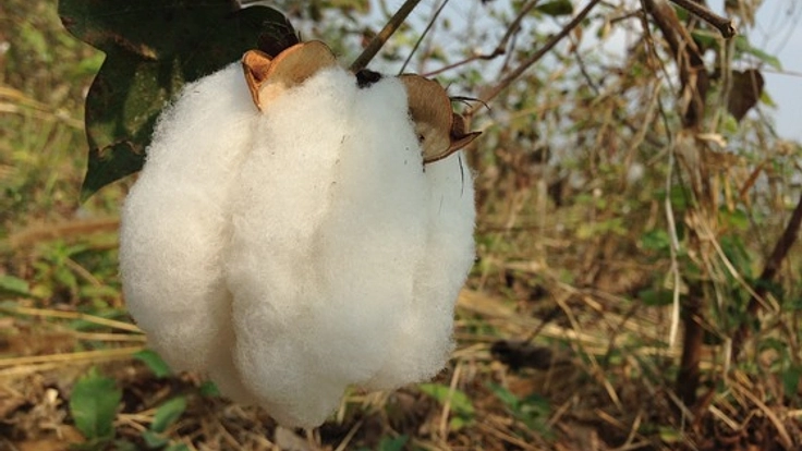 カンボジア地雷除去地を綿畑へ再生するために必要な機械を購入!