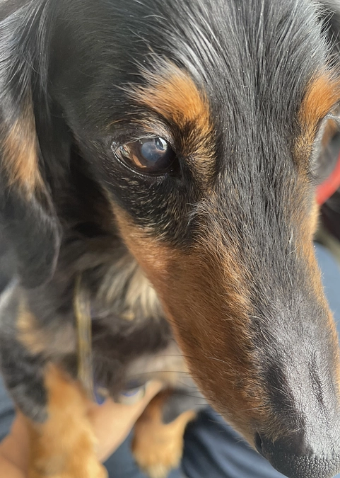 顔が腫れたクゥ