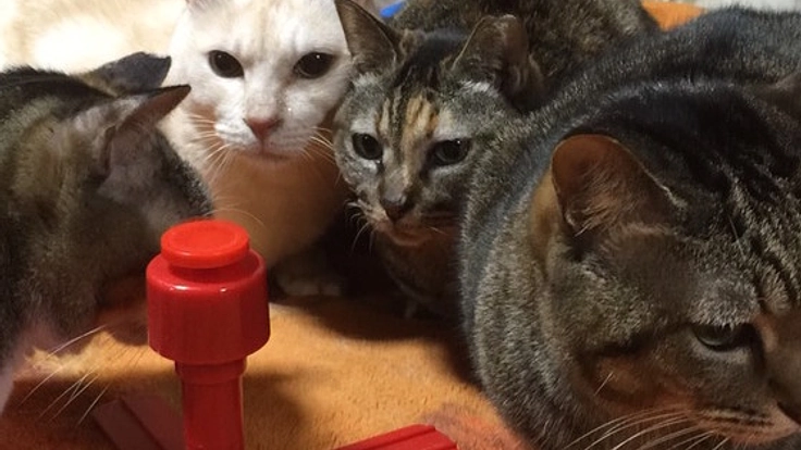 独居高齢者におき去りにされてしまった猫たちの命を救いたい