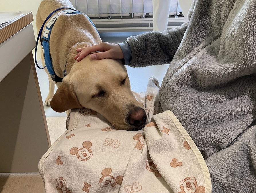 ファシリティドッグの病棟練習に協力しています！