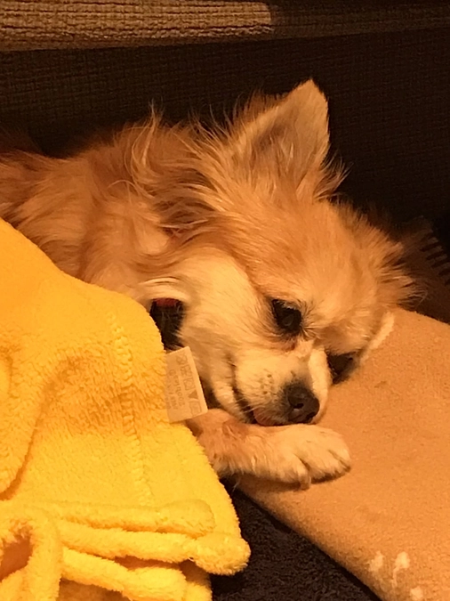 こつぶの脳炎について