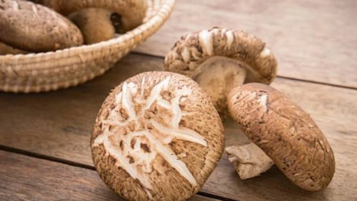 宮城県で省スペース菌床シイタケハウス栽培を始め、普及させたい