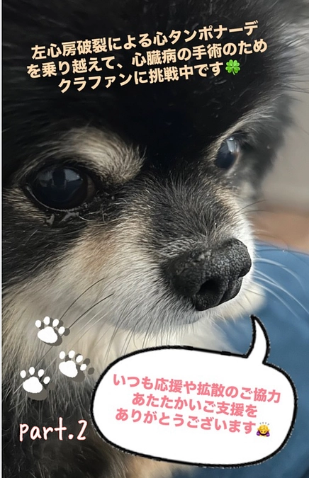 みなさまのお力添えに感謝🙏🐾   part.2