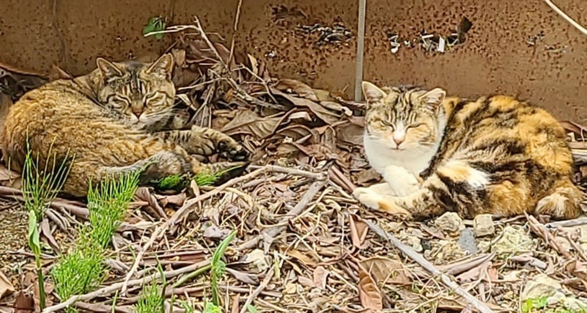 【あと7日！90%達成ありがとうございます💐】生まれ育ったこの場所で... 