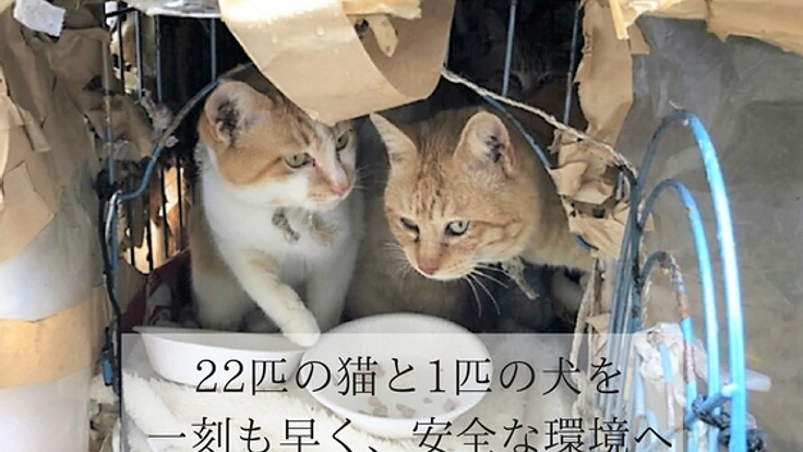 埼玉県三芳で飼育放棄された犬猫たちをシェルターへ避難させたい