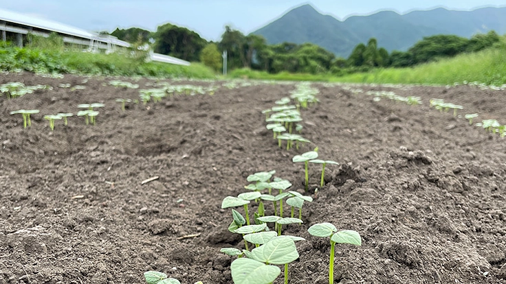 鹿児島の地小豆を復活させて、地元農業とスイーツを盛り上げたい！ 3枚目