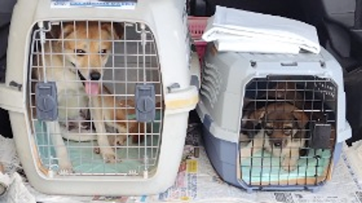 成犬1頭 子犬1頭が譲渡のため東京へ旅立ちます！