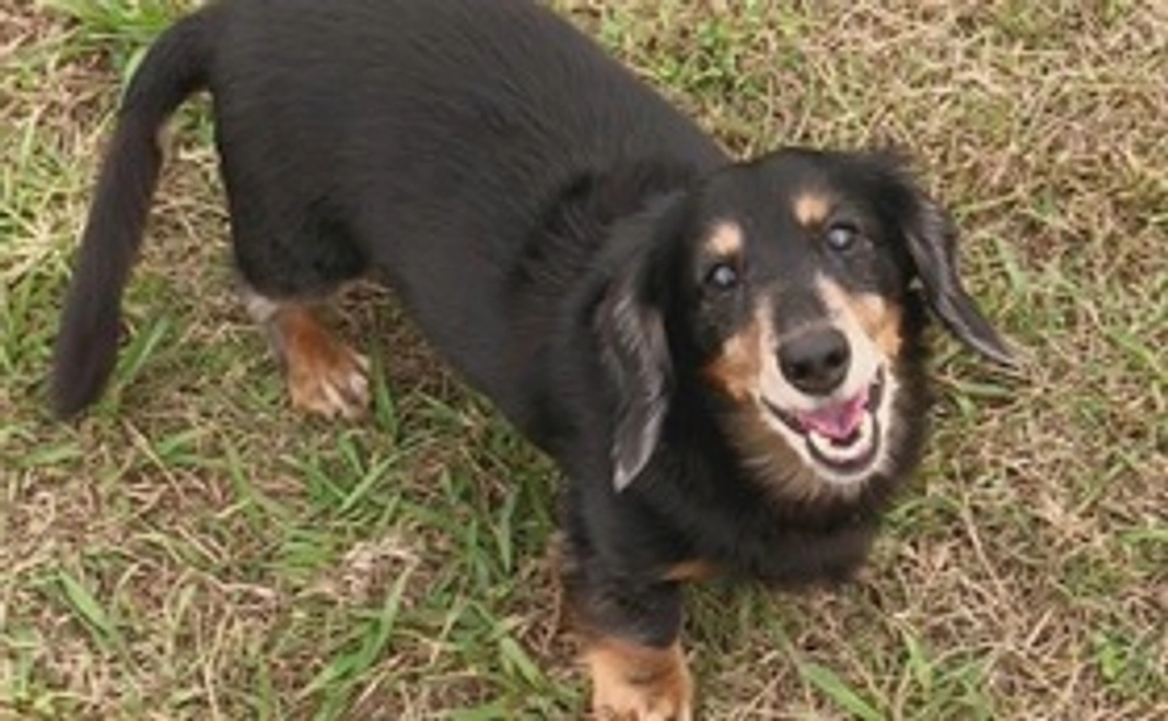 ビーデルくん元気玉！！！