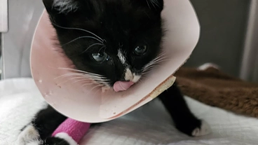 生後約2ヶ月で事故に遭いおむつ生活に。保護猫の医療費等支援のお願い のトップ画像