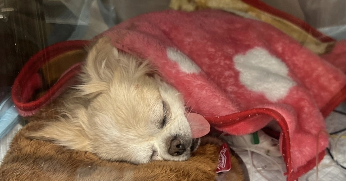 無事手術が終わりました。皆様本当にありがとうございました。