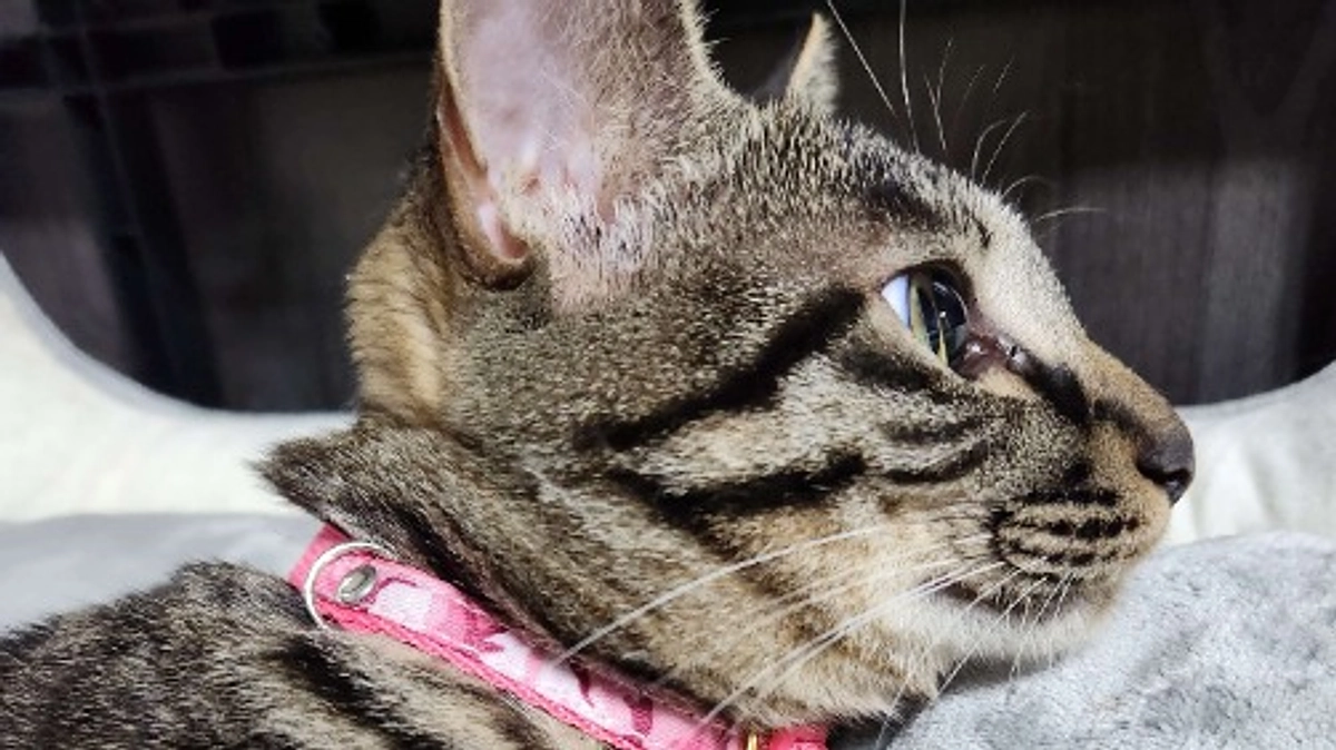 楓日記(10月6日)