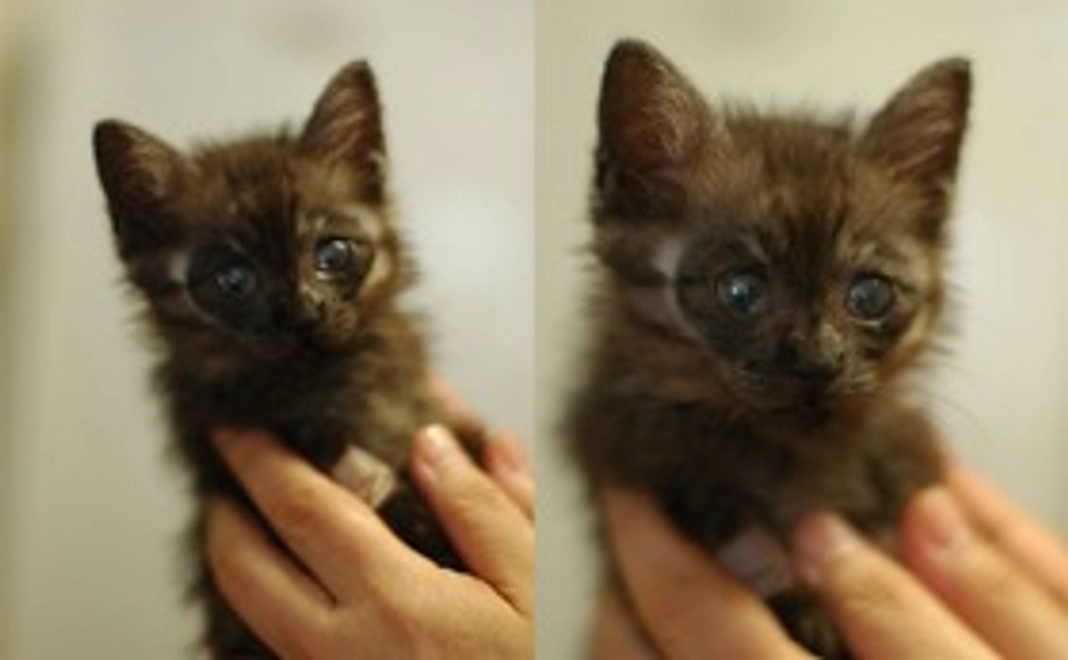 「プーちゃん」応援コース1000