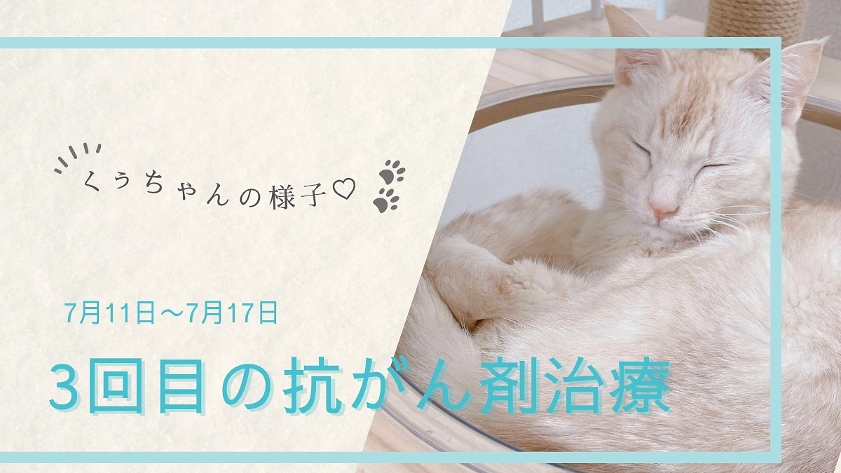 3回目の抗がん剤治療後のくぅちゃんの様子🐾