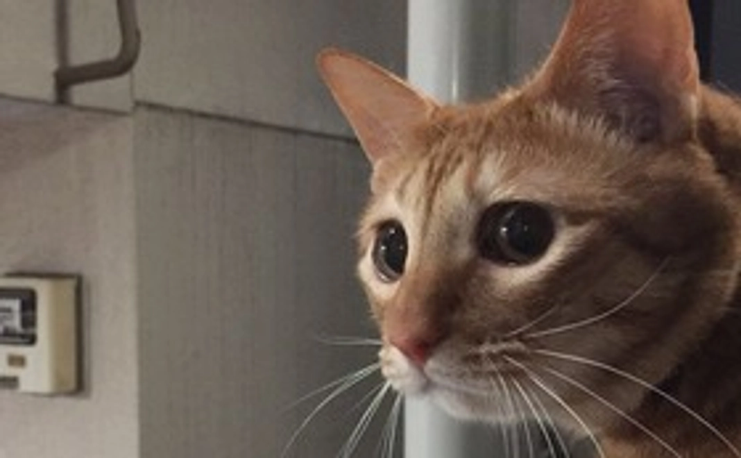 れつの写真付き感謝メール②