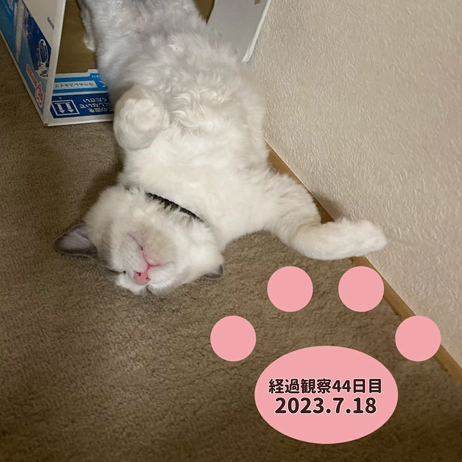 経過観察44日目(2023.7.18)