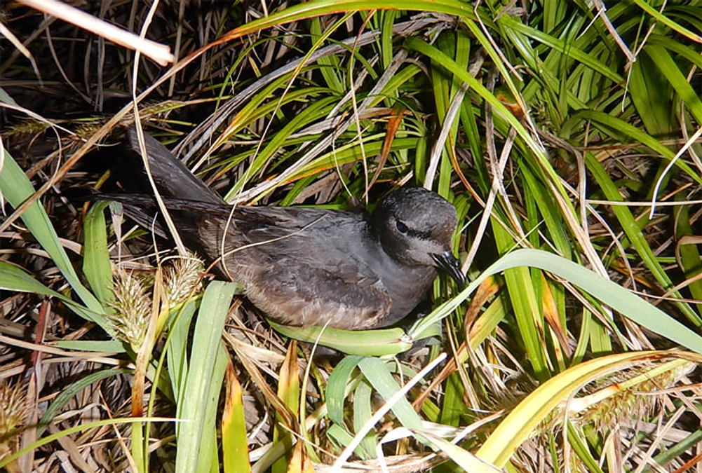 【国内初】伊豆諸島で繁殖する海鳥オーストンウミツバメにプラスチック由来の化学物質の蓄積が明らかに