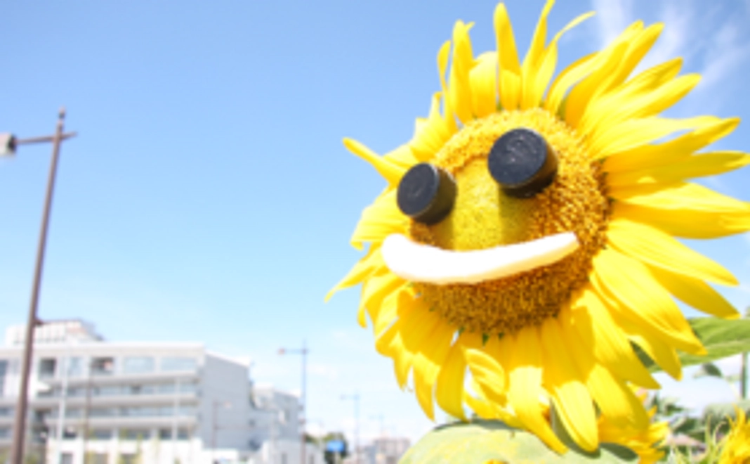 オリジナルひまわりポストカードをお届けします！