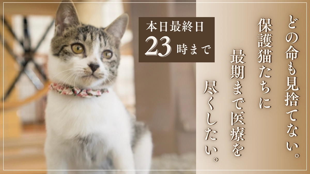 【本日23時まで】最終日、保護猫たちへのご支援をお願いします！
