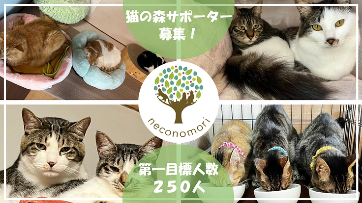 【猫の森マンスリーサポーター】保護猫たちに安定した医療を届けたい