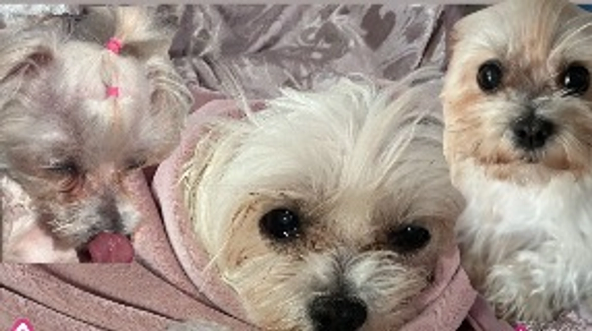 🚨手術まで残り2日🚨クラファン残り27日⚠️ 最近のマリについて