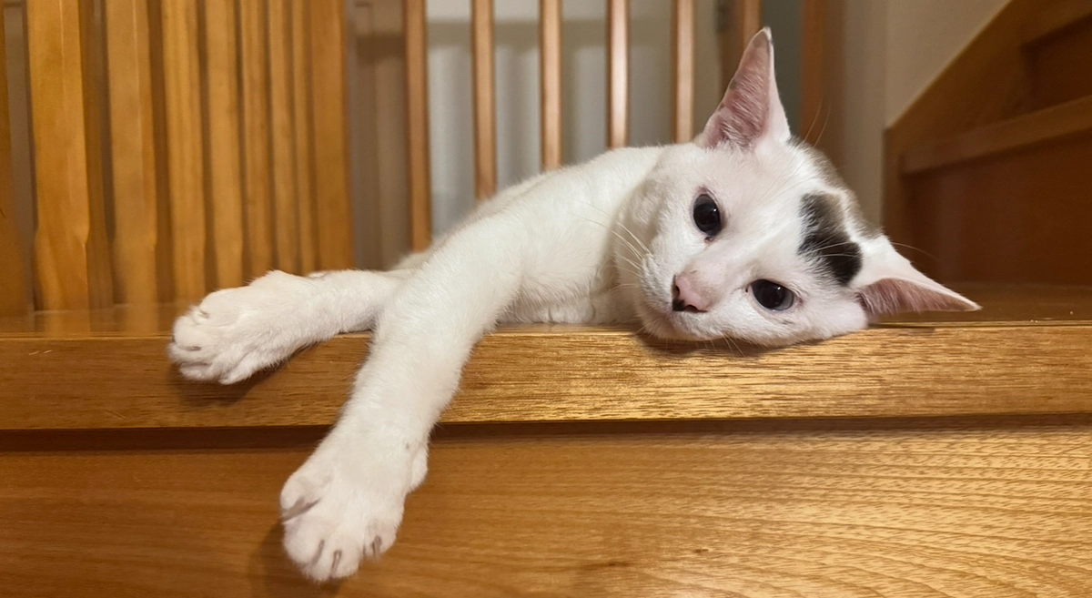 シンバのワクチン接種